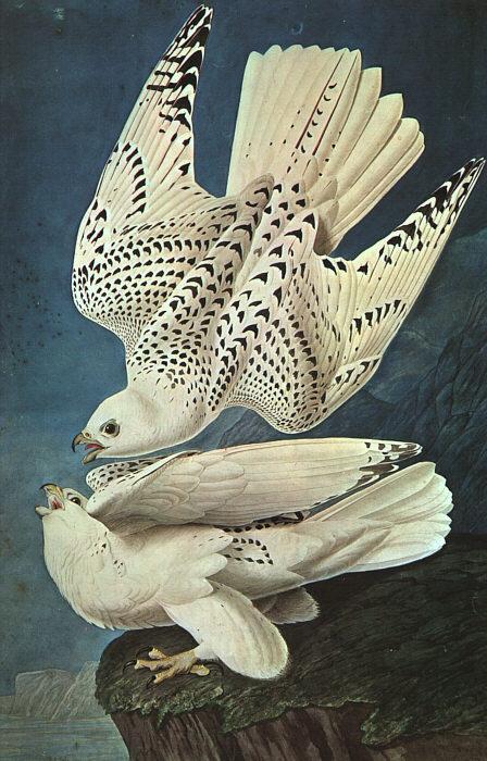 John James Audubon White Gerfalcons China oil painting art